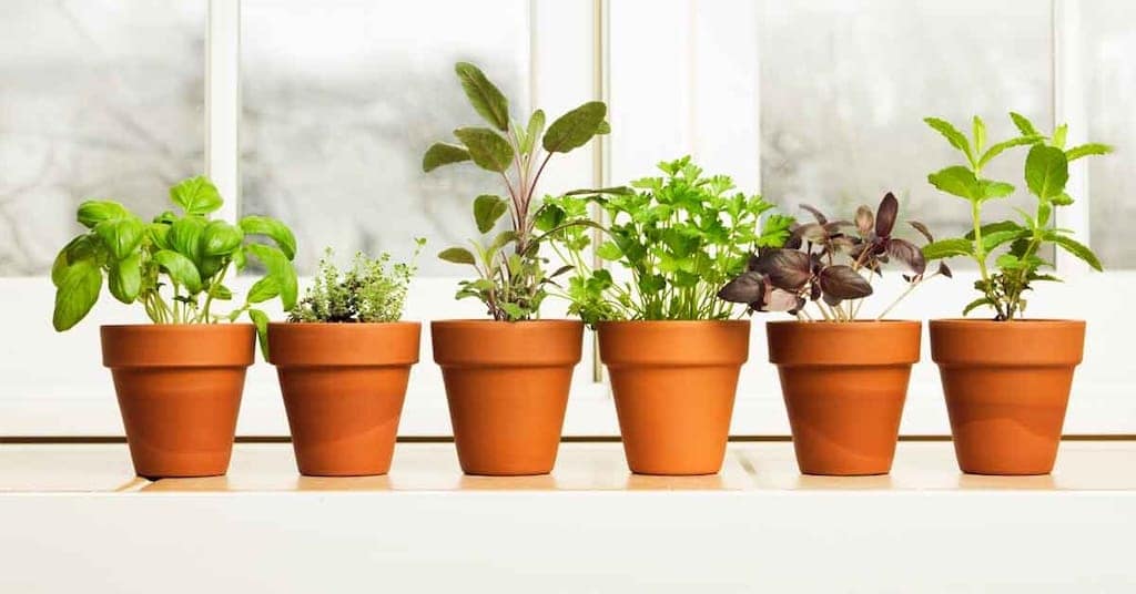 Fresh herbs growing in colorful pots on a sunny apartment balcony in Iowa City