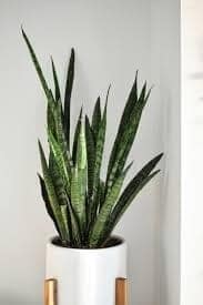 Low-maintenance snake plant perfect for Iowa City apartment living