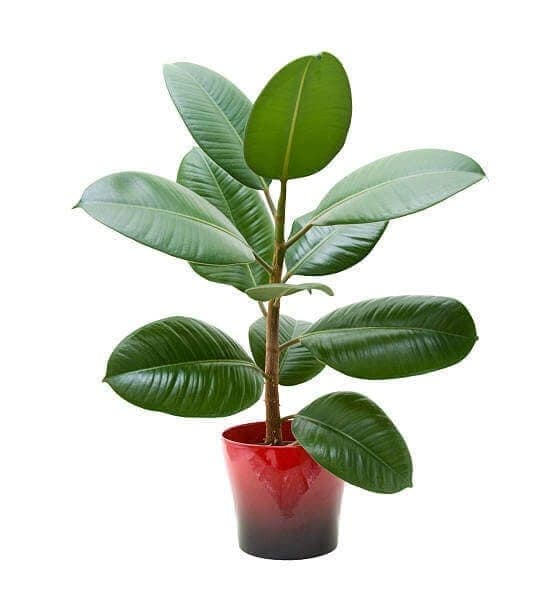 Rubber plant in a decorative pot – ideal for apartment renters in Iowa City