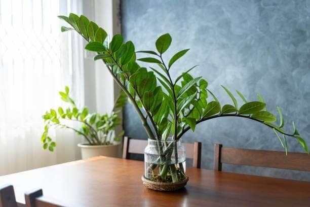 Hardy ZZ plant perfect for low-light Iowa City apartment spaces
