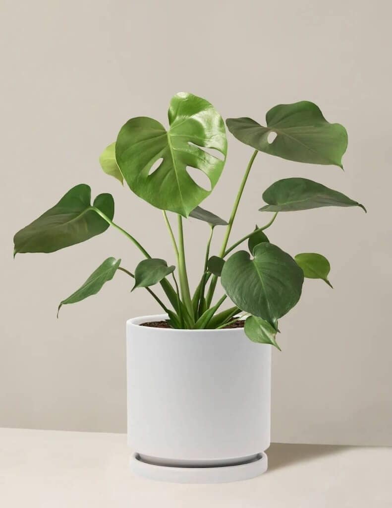 Stylish monstera plant adding greenery to an Iowa City apartment
