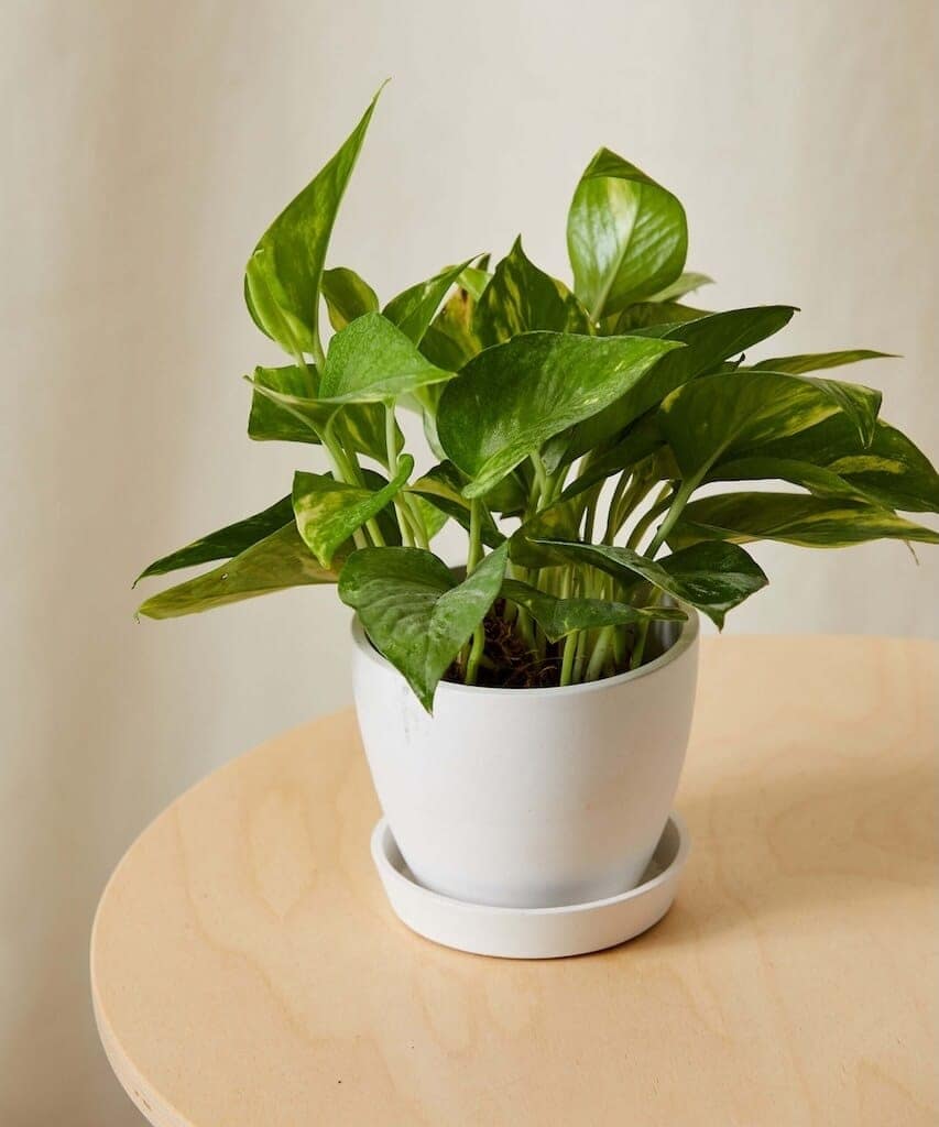 Cascading pothos plant – a lush touch for any Iowa City apartment interior